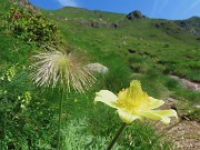 18 Pulsatilla alpina sulphurea (Anemone sulfureo) in fiore e in frutto